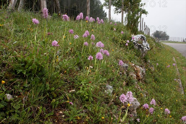 Flowering Naked naked man orchid