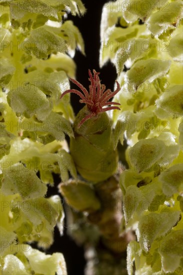 Common common hazel