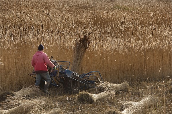 Reed cutting