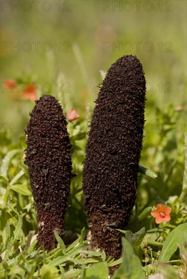 Maltese Fungus