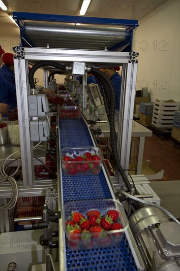 Strawberry production line