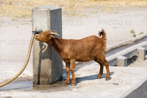 Goat drinking from tap