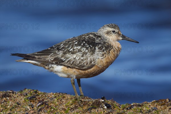 Red red knot