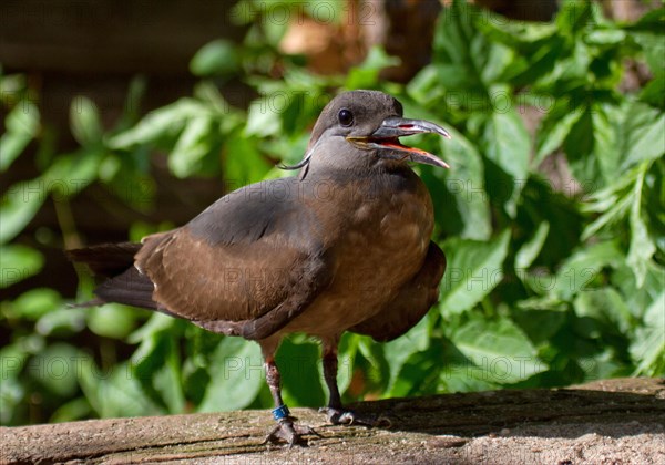 Inca Tern