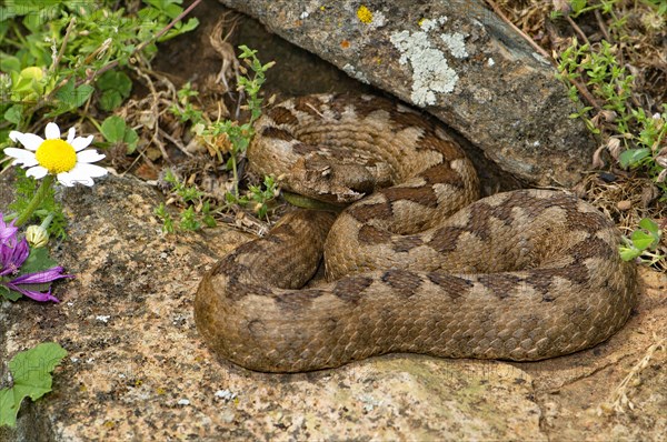 Southern horned viper