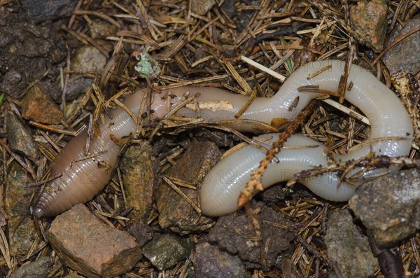 Giant earthworm of Baden