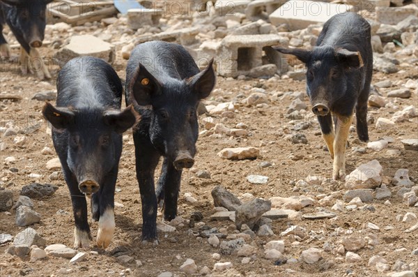 Iberian pigs