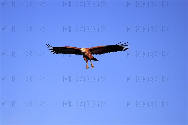 Black-collared hawk