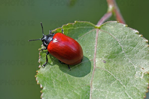 Red poplar leaf beetle