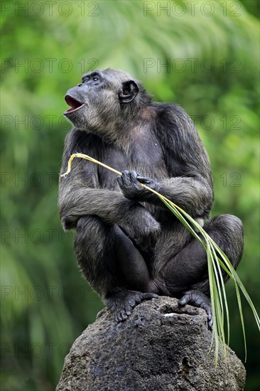 Chimpanzee