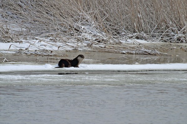 European otter at the ice hole