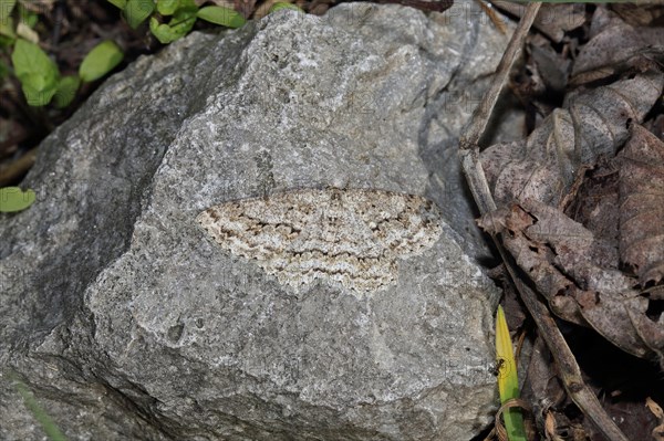 Serrated bark moth