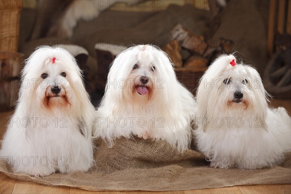 Coton de Tulear