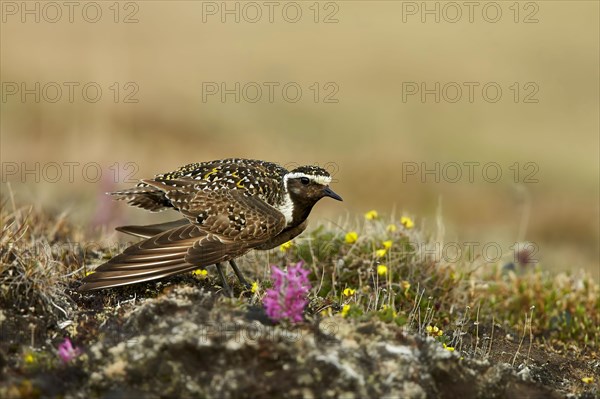 American golden plover