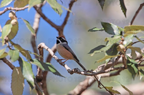 Black-throated Tit