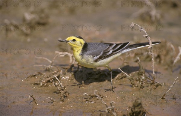 Citrine wagtail