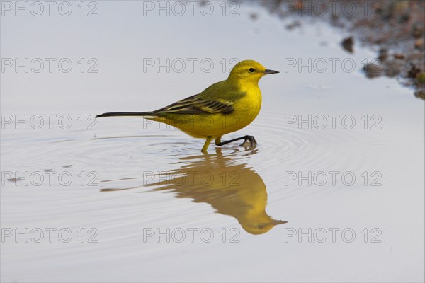 Yellow Wagtail