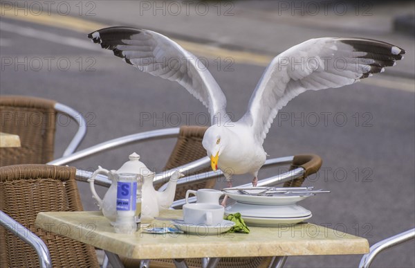 European herring gull