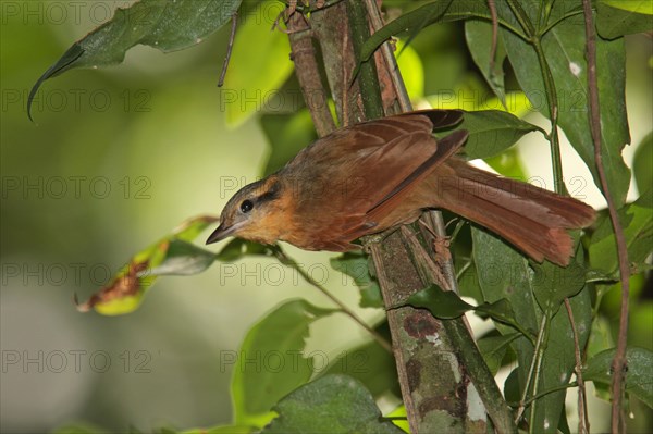 Ochre-breasted Foliage-gleaner