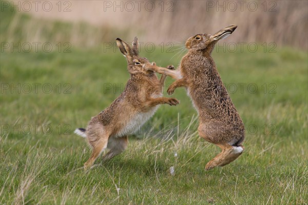 European Hare