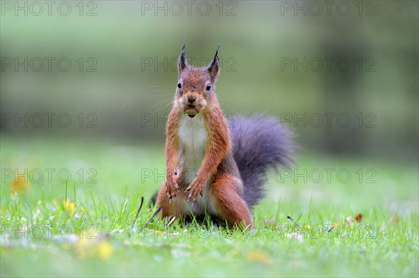 Eurasian red eurasian red squirrel