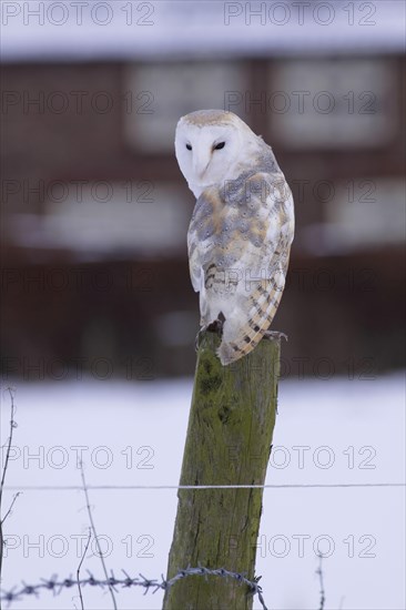 Common barn owl