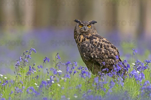 Eurasian eagle-owl