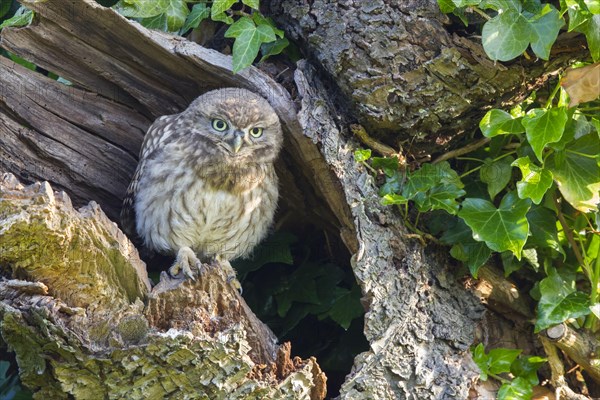 Little Owl