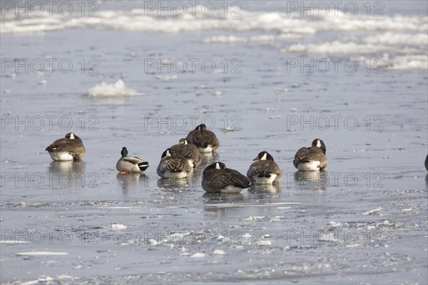 Canada goose