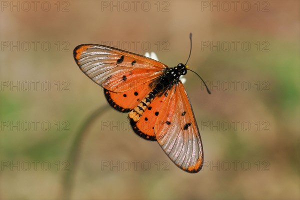 Wandering Donkey Acraea