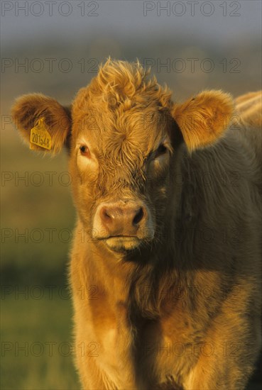 Sussex cattle