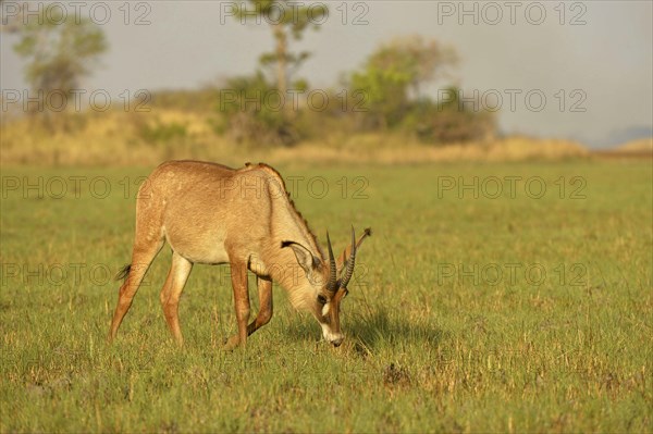 Roan Antelope