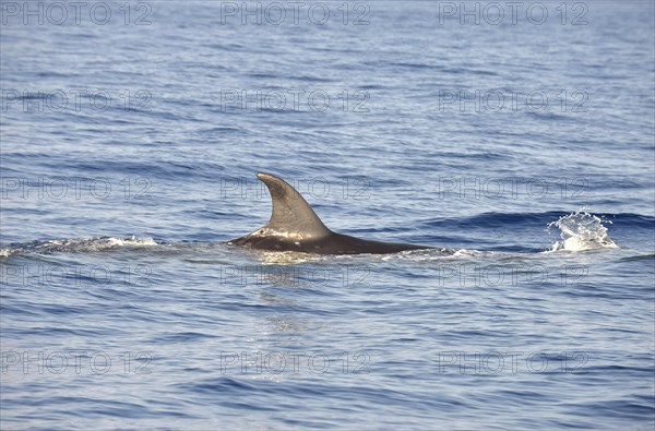 Sei Whale