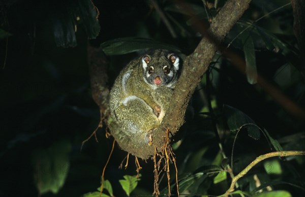 Ringtail Possum