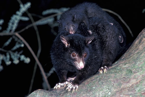 Short-eared possum