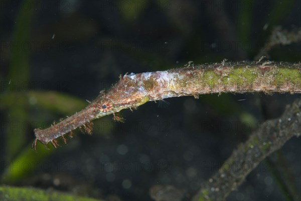 Triangular pipefish