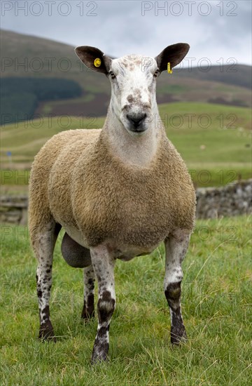 Domestic Sheep