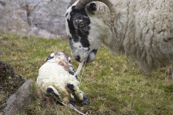 Domestic sheep