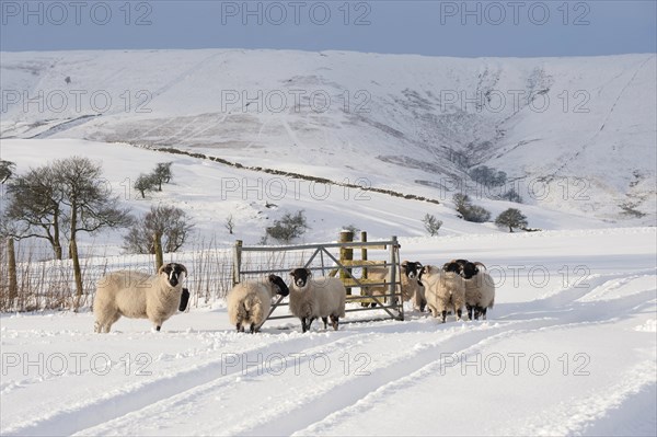 Domestic ewes