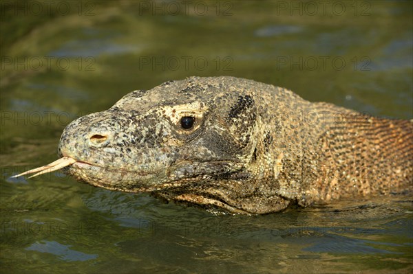 Komodo Dragon