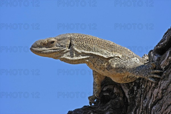 White-throated monitor