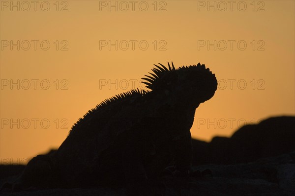 Marine Iguana