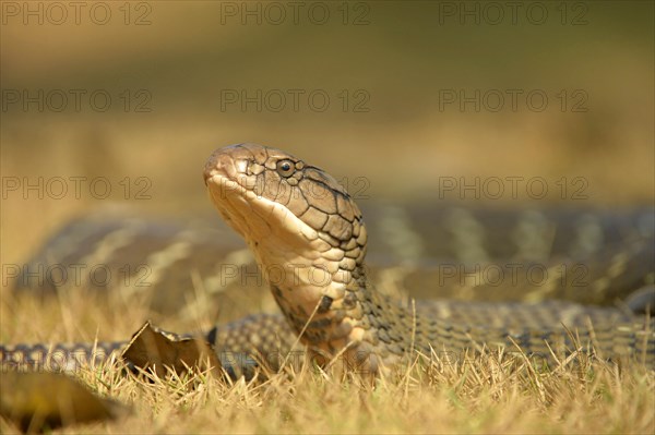 King Cobra