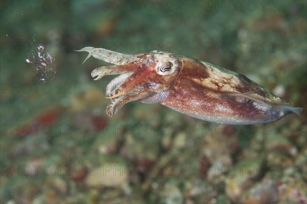 Broadclub cuttlefish