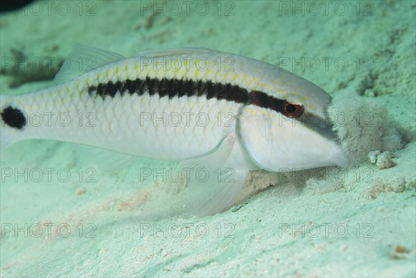 Short striped mullet