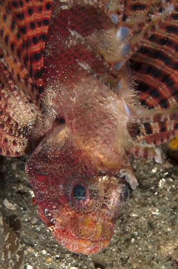 Hawaiian lionfishes