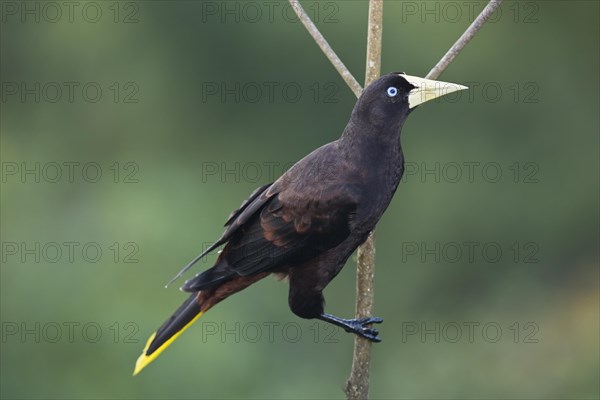 Crested Oropendola