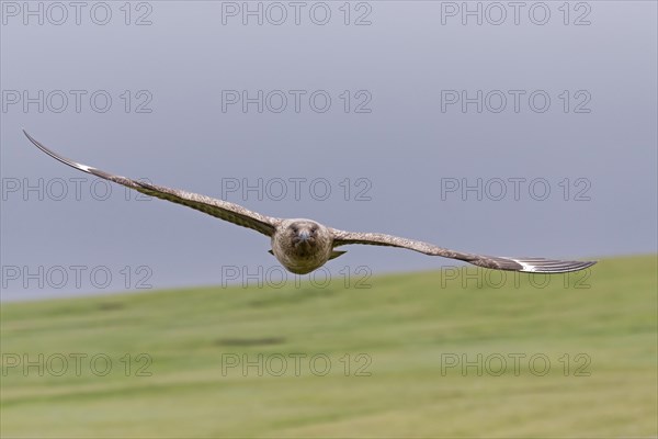 Great Skua