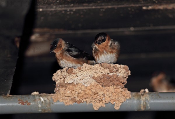 Cave swallow