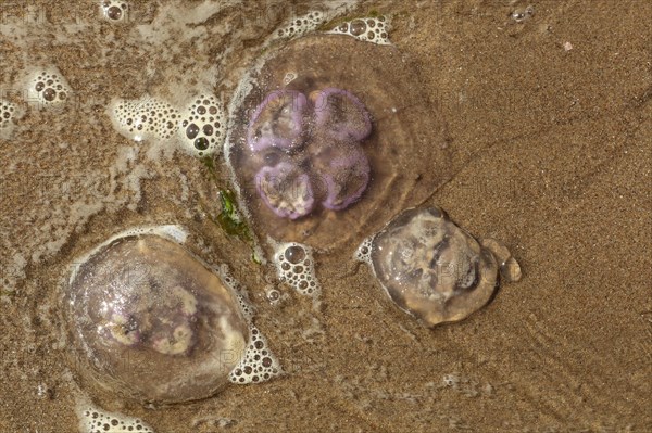 Common common jellyfish